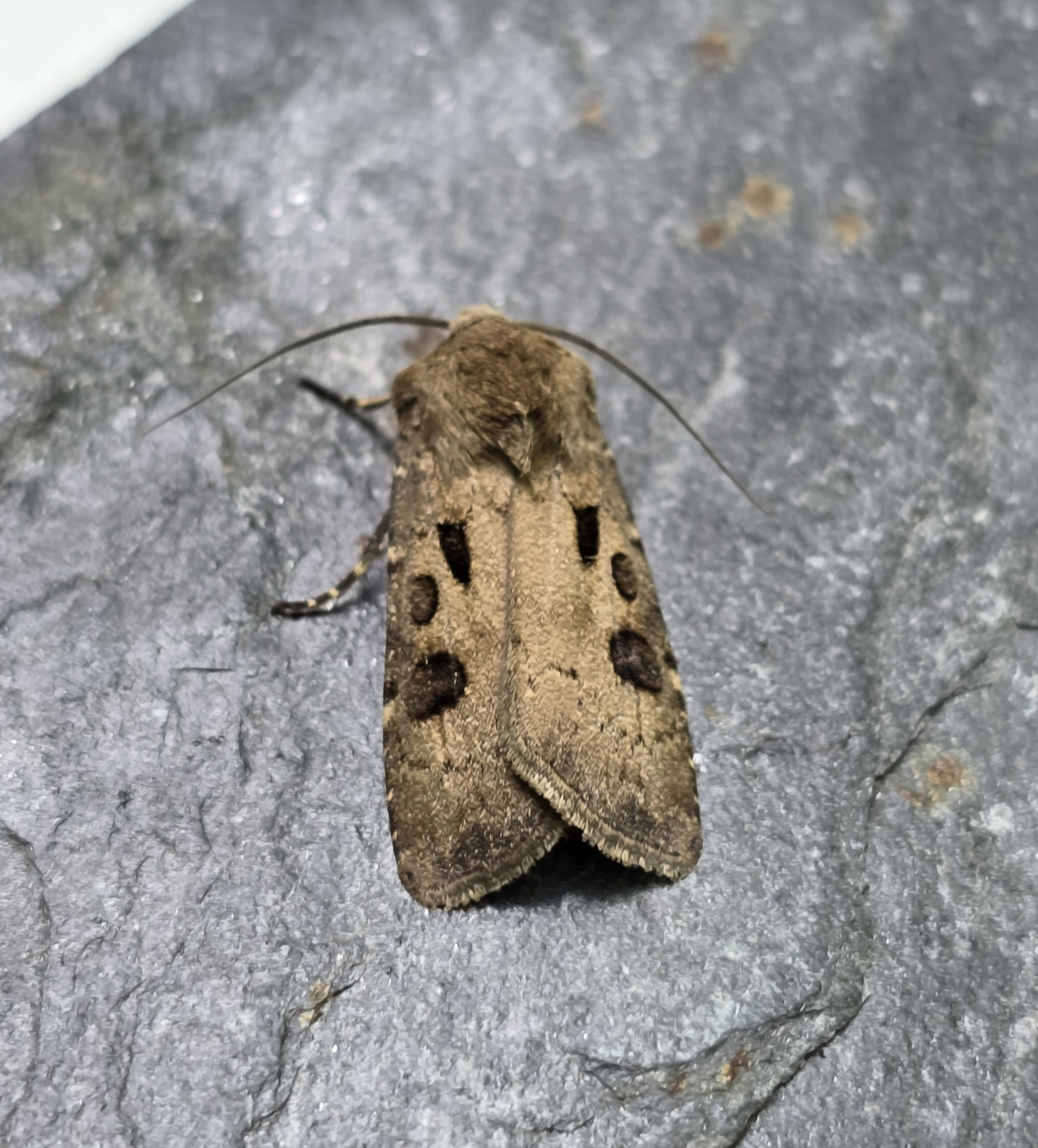 Photo of Heart and Dart (Agrotis exclamationis)